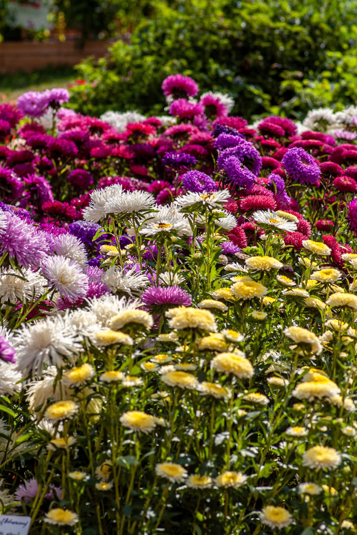 Multicolored Chrysanthemums